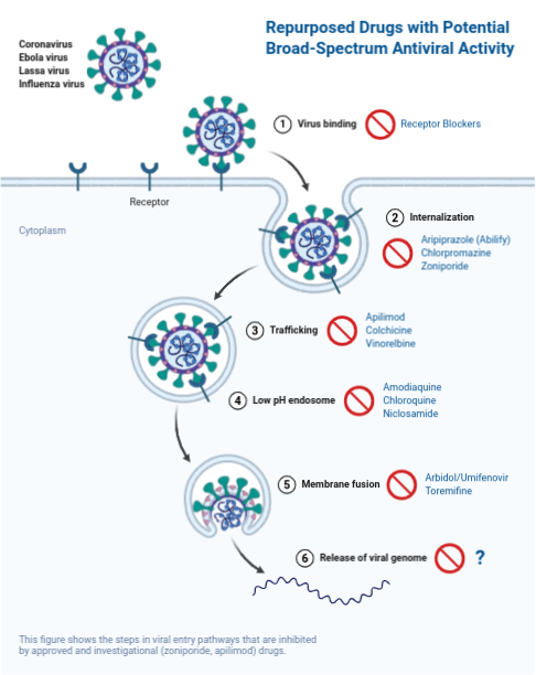 Restore Therapeutics Provides Update on FDA Phase 3 Clinical Trial for Bucillamine in COVID-19 with Planned Completion and Emergency Use Authorization Request