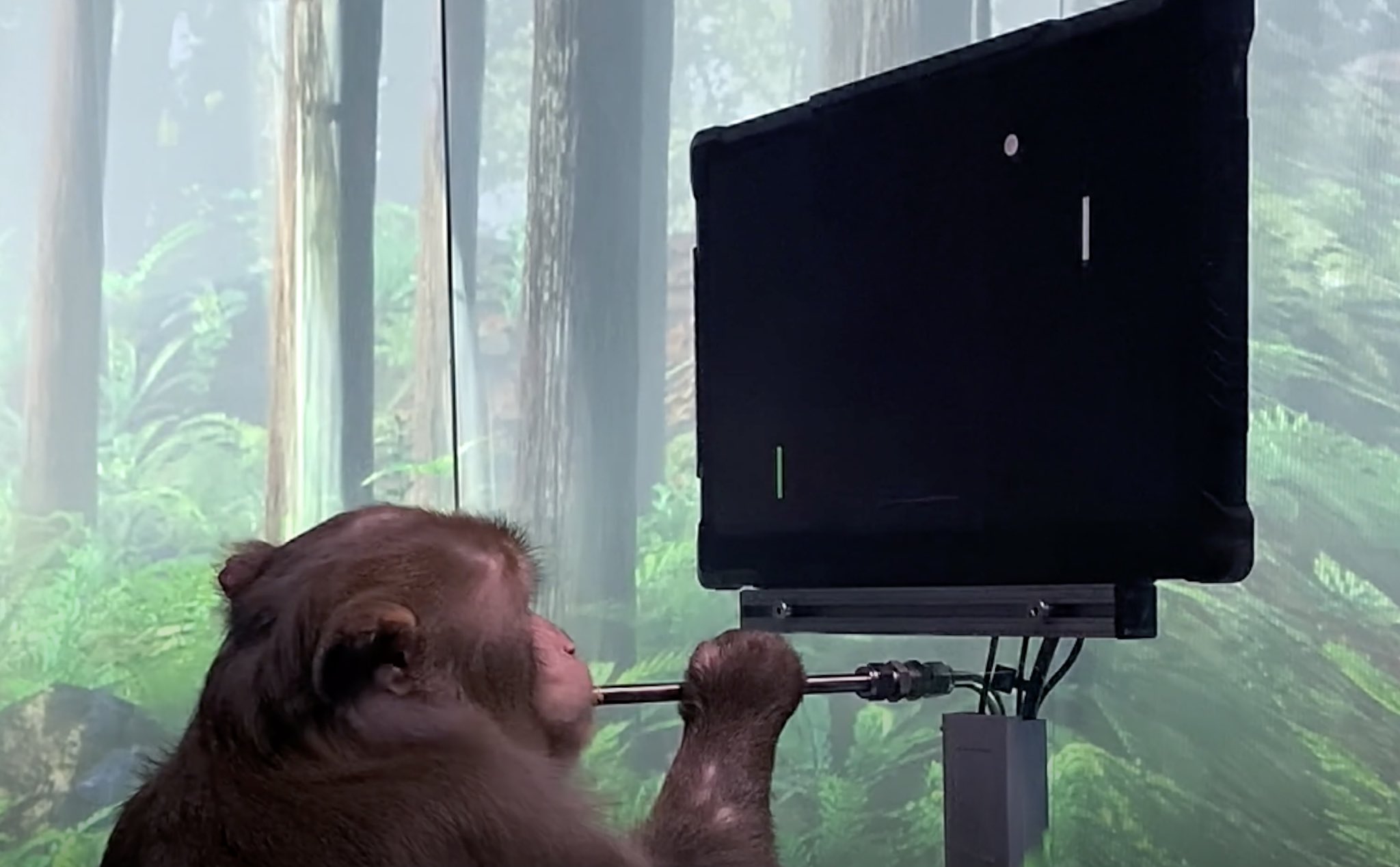Watch: Elon Musk's Neuralink says this monkey is playing Pong with its psyche