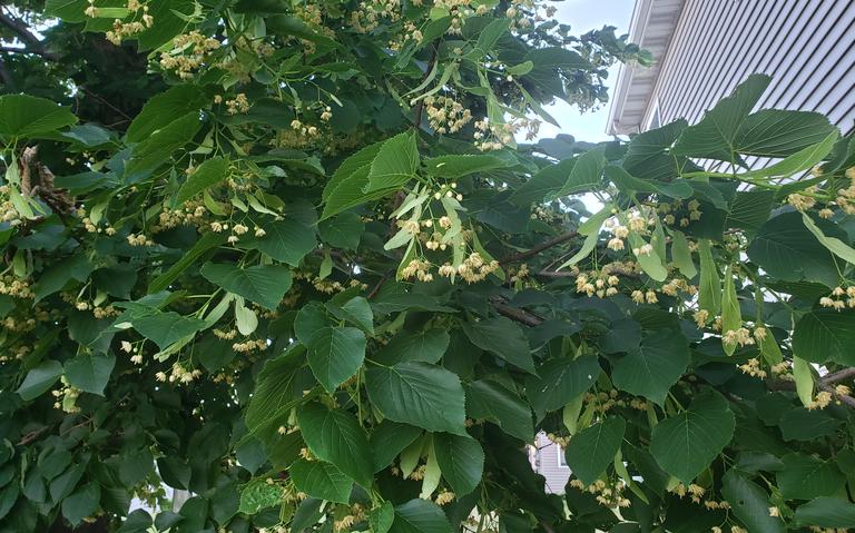 fragrant tree improving up your yard in June.